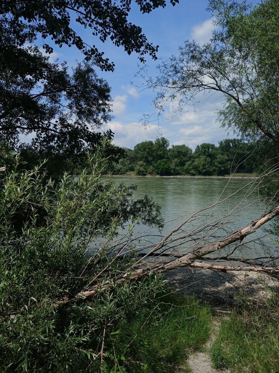 The Danube seen through riverside trees and foliage